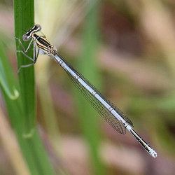 Platycnemis pennipes